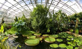 The Oxford Botanic Gardens